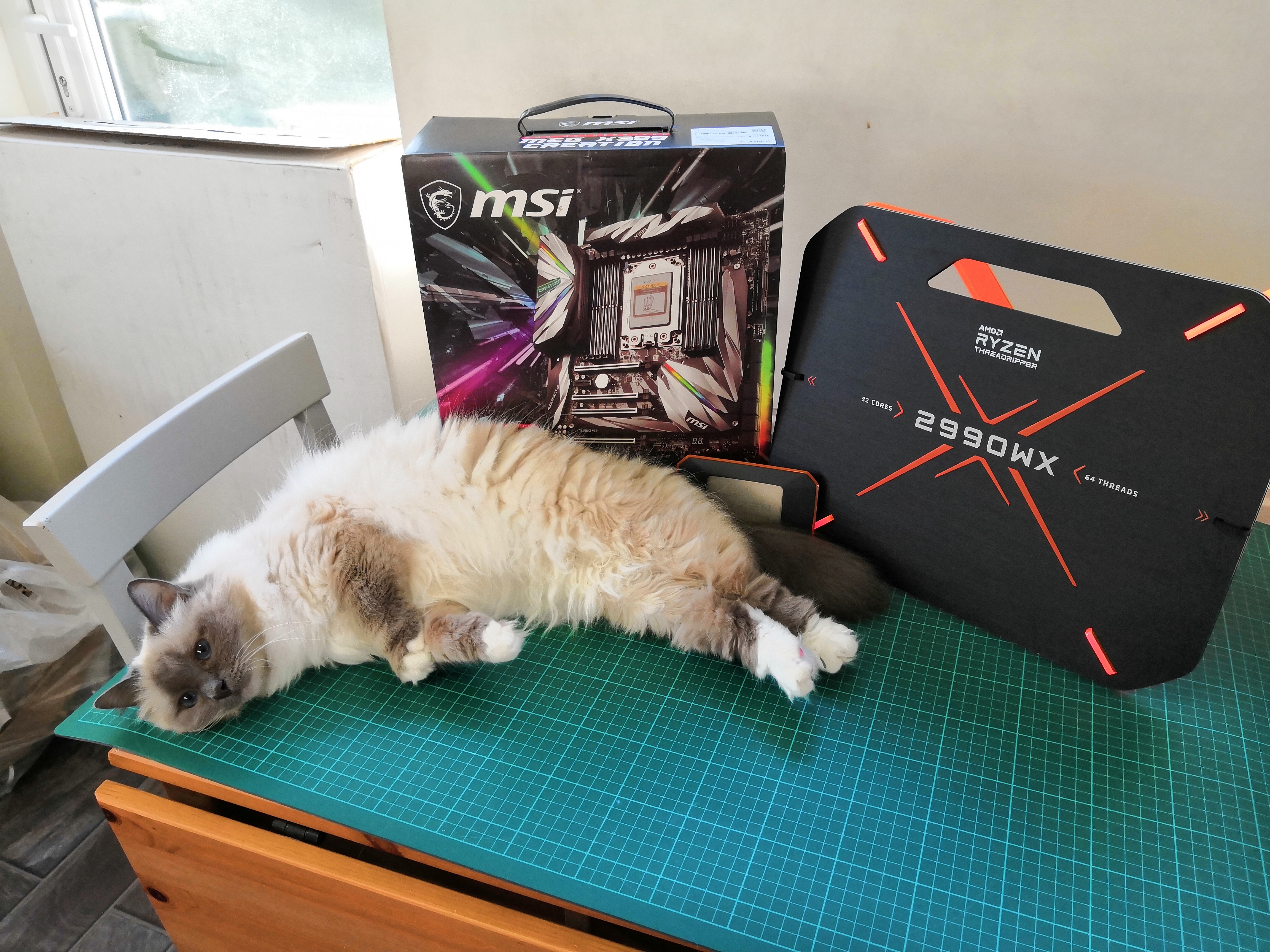 Amd cat new arrivals